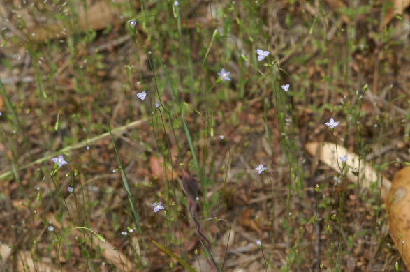 Wahlenbergia group
